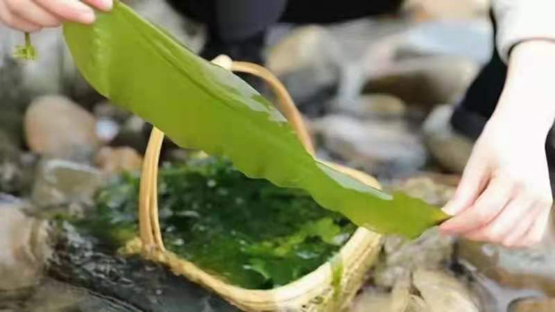 东山海带苗即食鲜嫩海带芽非盐渍