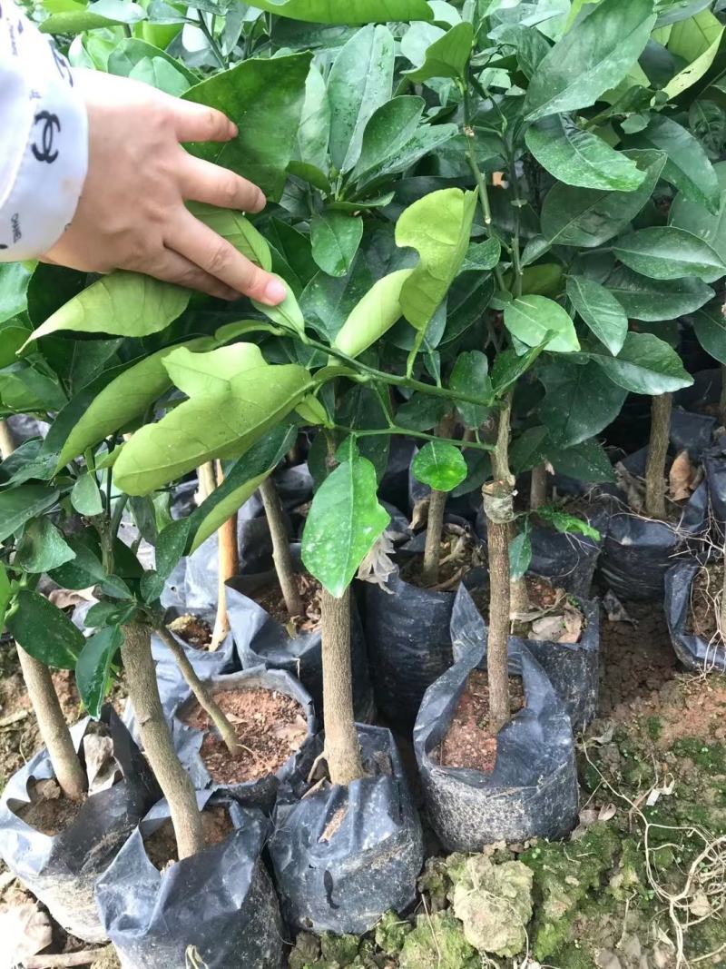 泰国青皮红心柚苗果子皮薄肉厚正品嫁接苗杯苗发货包邮