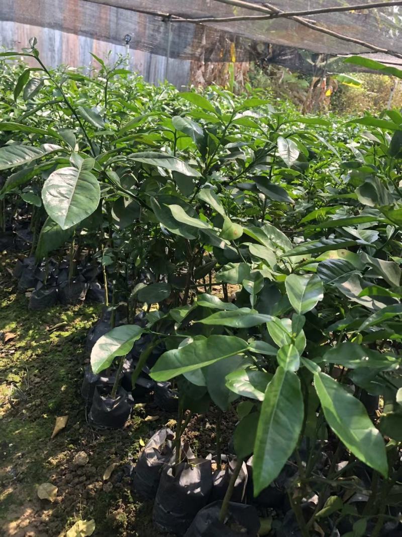 泰国青皮红心柚苗果子皮薄肉厚正品嫁接苗杯苗发货包邮