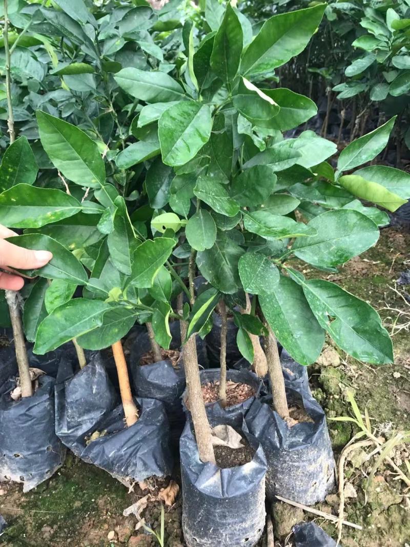 泰国青皮红心柚苗果子皮薄肉厚正品嫁接苗杯苗发货包邮