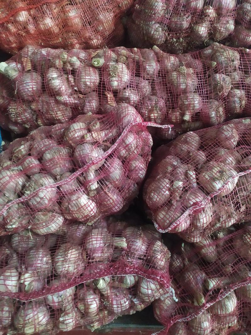 邳州精品分级大蒜，质量保证，有原皮通货欢迎来人来电洽谈。