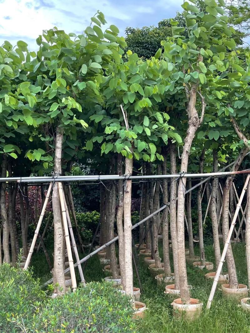 红花紫荆5~15公分