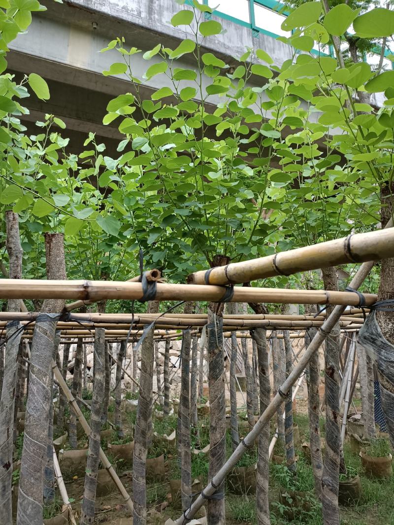 红花紫荆5~15公分