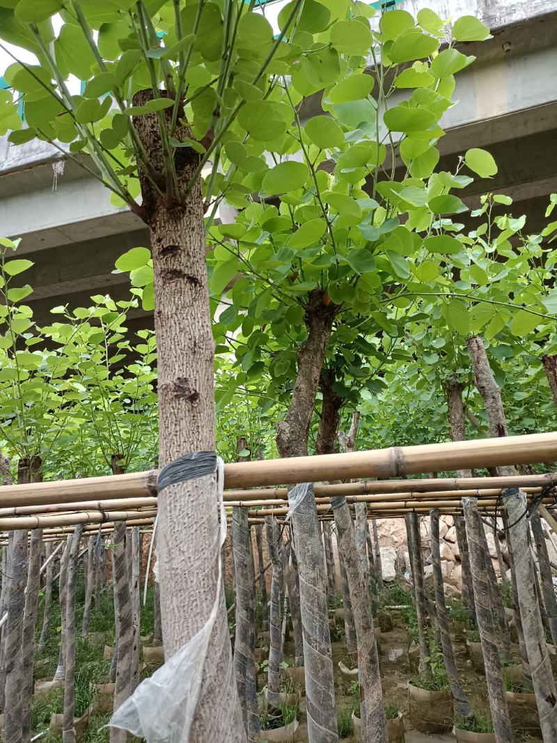红花紫荆5~15公分