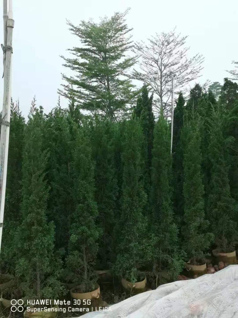 塔柏(1米到2米)，基地自产，欢迎各位老板来电咨询