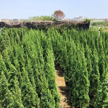 塔柏(1米到2米)，基地自产，欢迎各位老板来电咨询