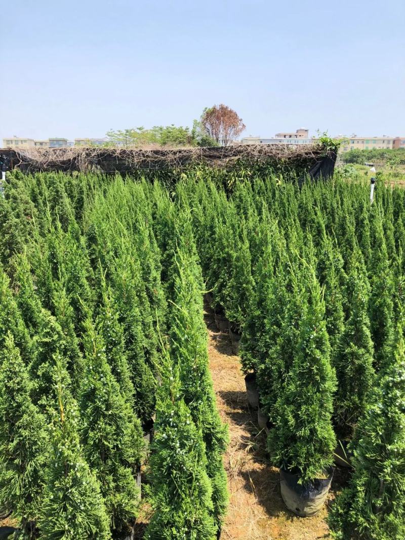 塔柏(1米到2米)，基地自产，欢迎各位老板来电咨询