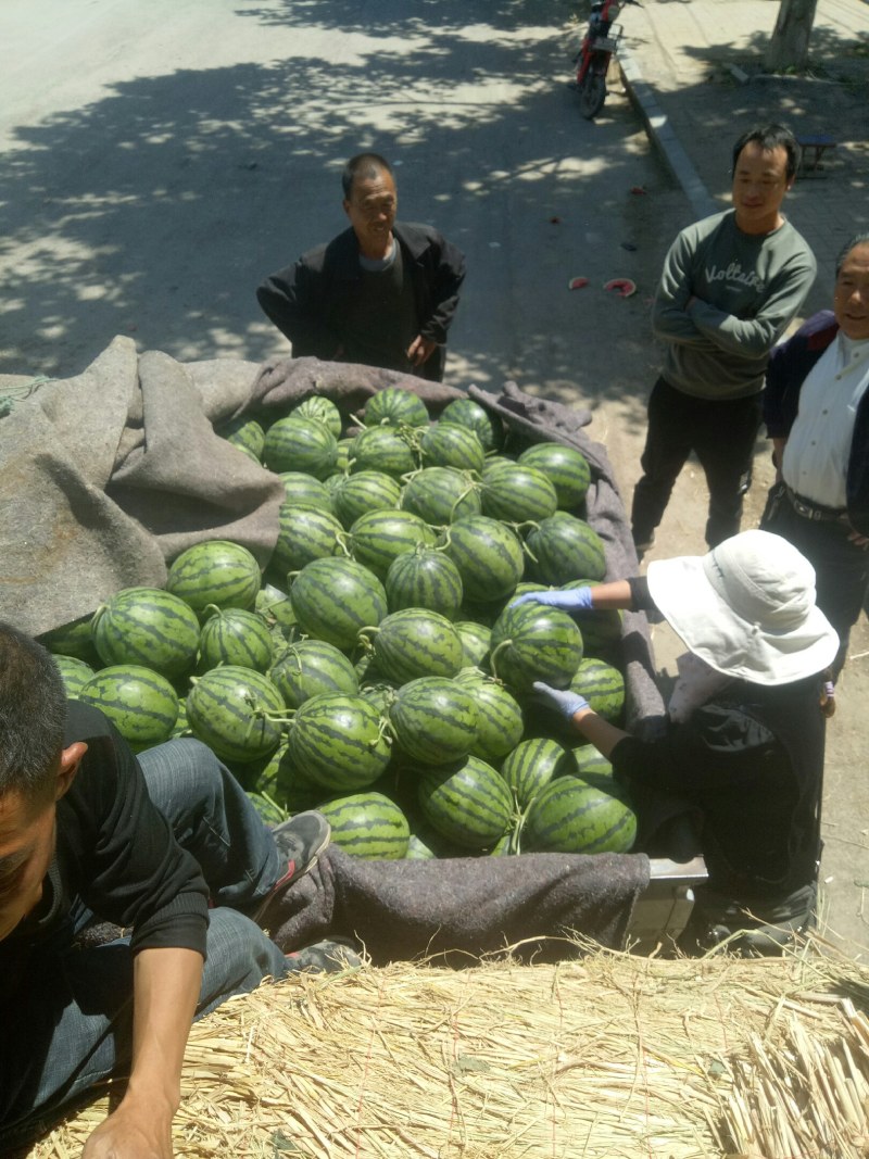 AAo山东精品西瓜一手货源大量批发，转超市，电商5到8斤