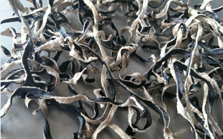 毛木耳与普通木耳对比图