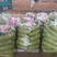 绿皮西葫芦，满足各种配称需求，各种包装运输需求，欢迎联系。