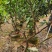 广东香水柠檬无籽青柠台湾无籽香水柠檬苗一年四季花果不停