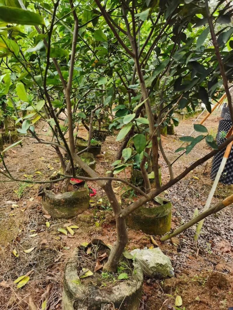 广东香水柠檬无籽青柠台湾无籽香水柠檬苗一年四季花果不停