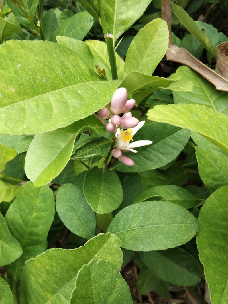 广东香水柠檬无籽青柠台湾无籽香水柠檬苗一年四季花果不停