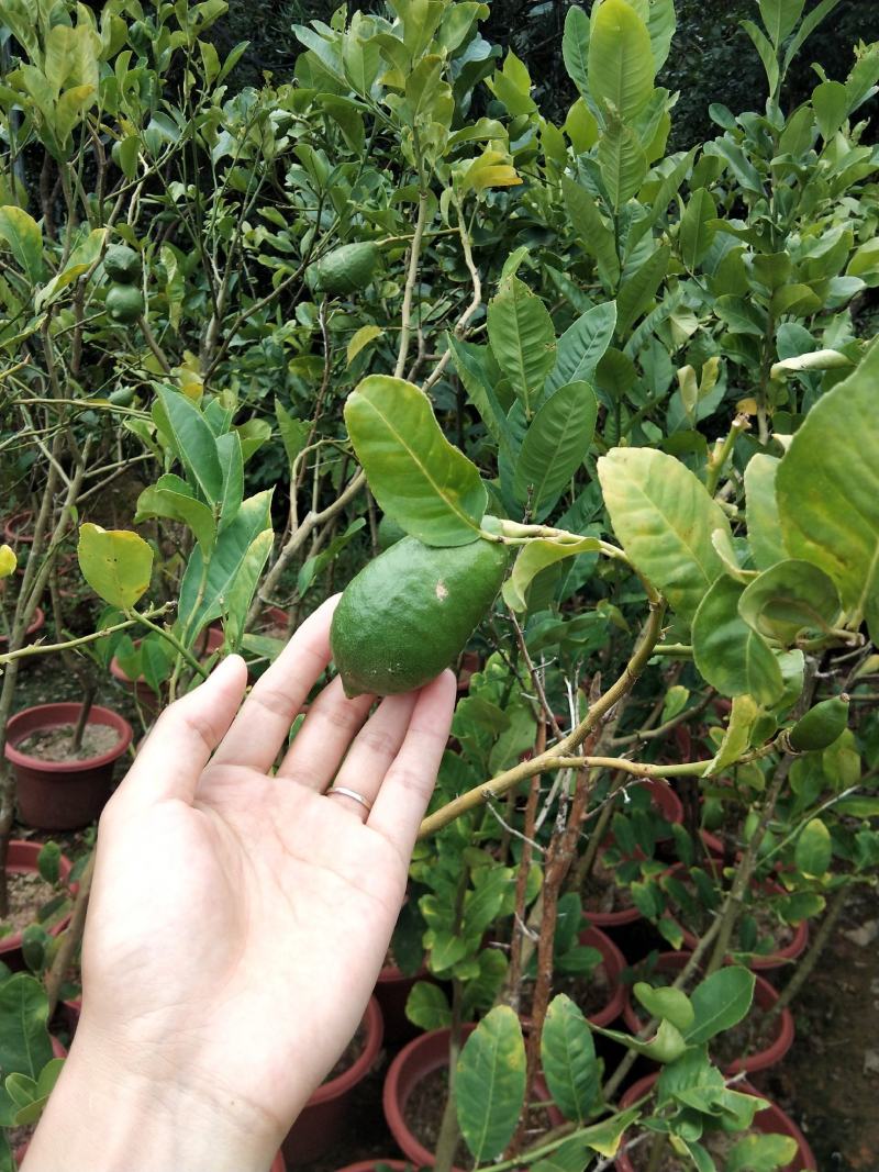 广东香水柠檬无籽青柠台湾无籽香水柠檬苗一年四季花果不停