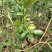 广东香水柠檬无籽青柠台湾无籽香水柠檬苗一年四季花果不停