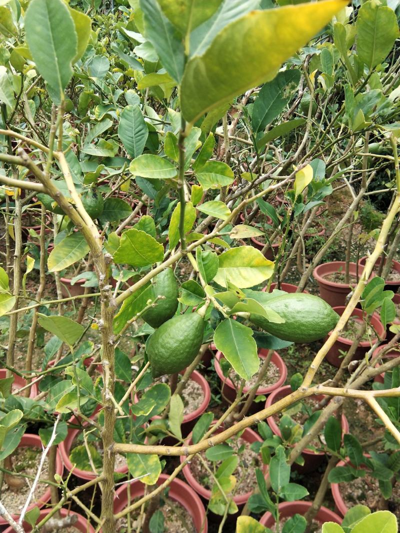 广东香水柠檬无籽青柠台湾无籽香水柠檬苗一年四季花果不停