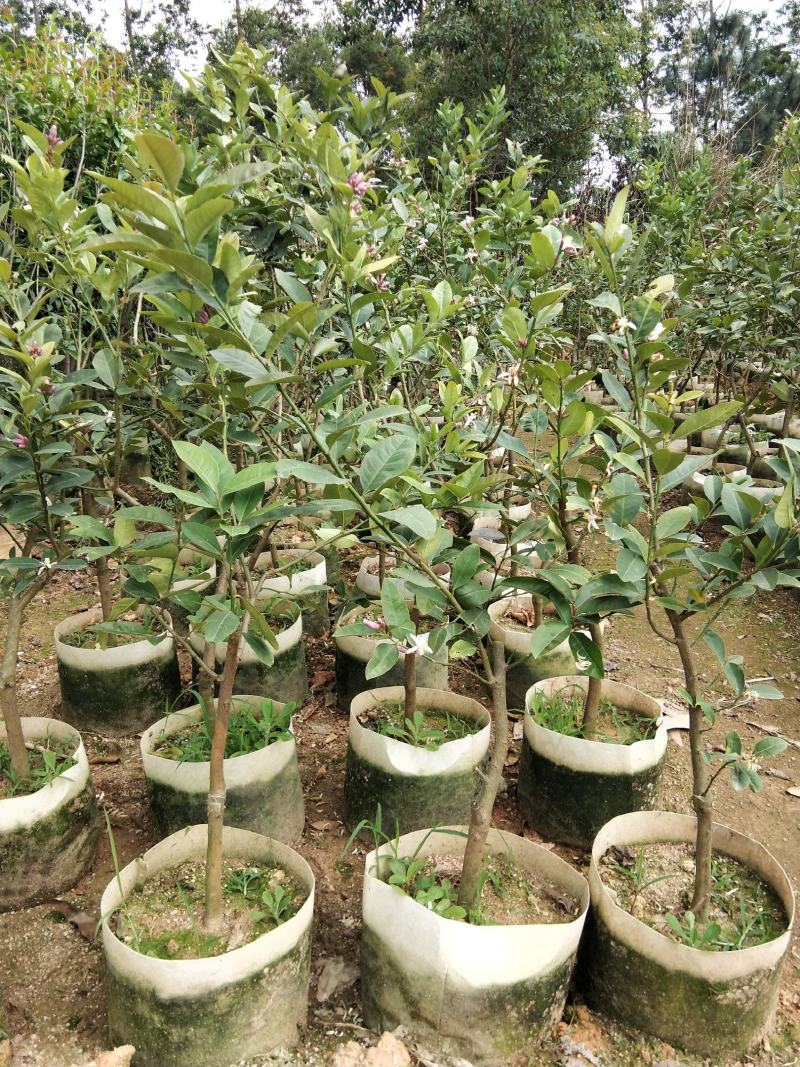 广东香水柠檬无籽青柠台湾无籽香水柠檬苗一年四季花果不停