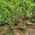 广东香水柠檬无籽青柠台湾无籽香水柠檬苗一年四季花果不停