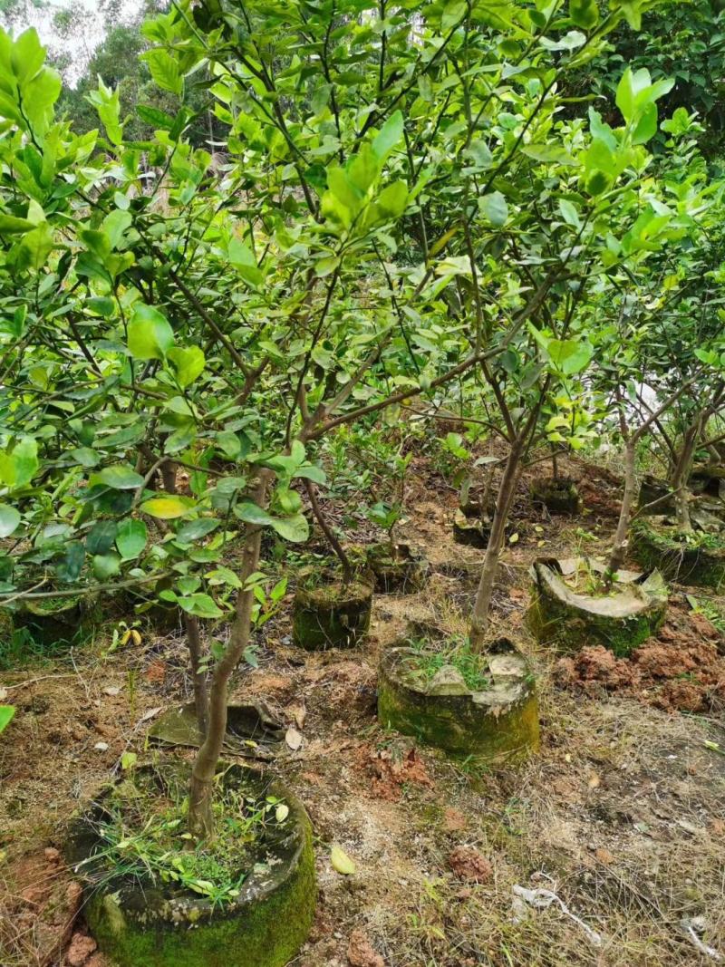 广东香水柠檬无籽青柠台湾无籽香水柠檬苗一年四季花果不停