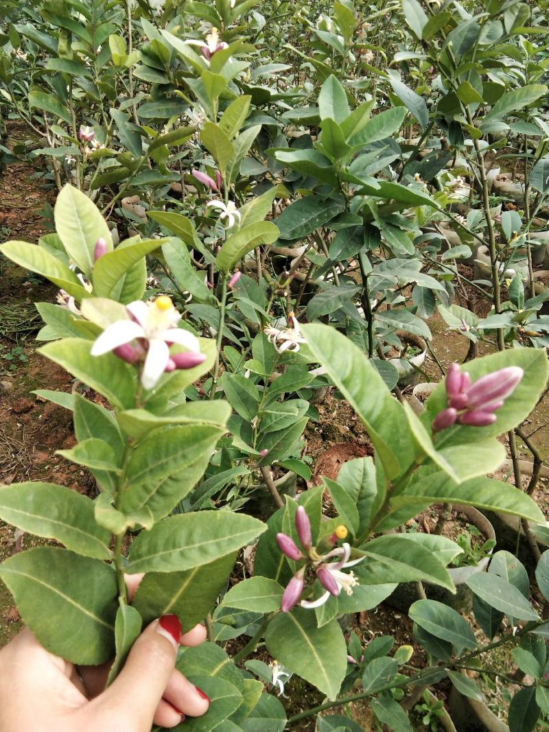 广东香水柠檬无籽青柠台湾无籽香水柠檬苗一年四季花果不停