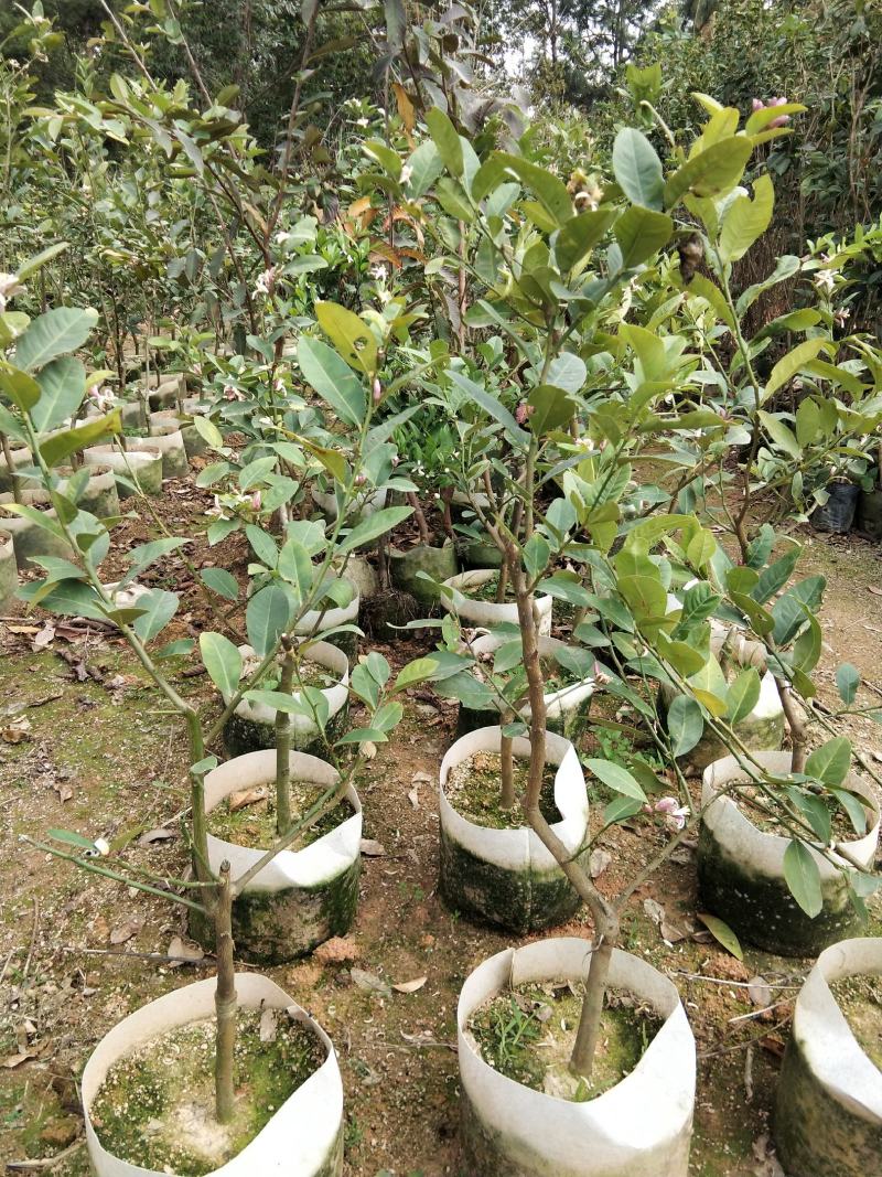 广东香水柠檬无籽青柠台湾无籽香水柠檬苗一年四季花果不停