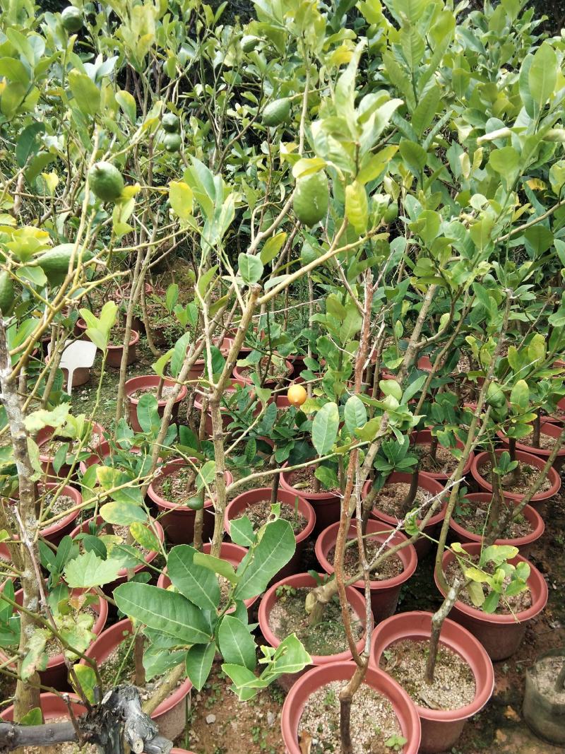 广东香水柠檬无籽青柠台湾无籽香水柠檬苗一年四季花果不停