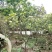 广东香水柠檬无籽青柠台湾无籽香水柠檬苗一年四季花果不停