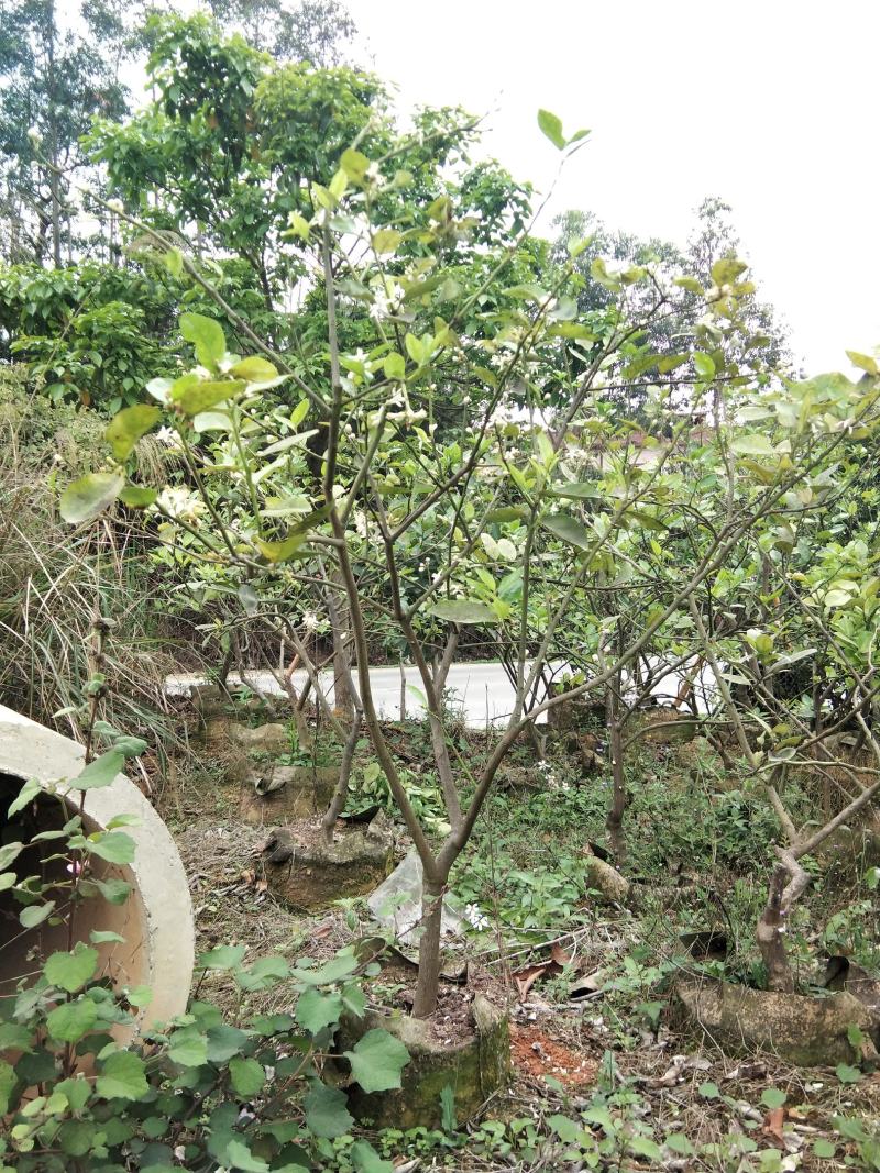 广东香水柠檬无籽青柠台湾无籽香水柠檬苗一年四季花果不停