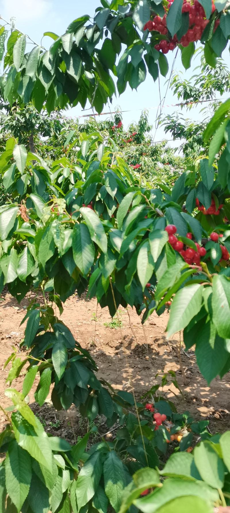 陕西铜川樱桃大量上市美早，红灯，布鲁克斯等品种