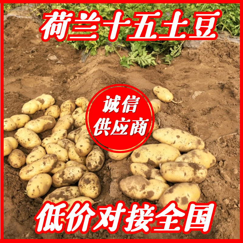 沃土，荷兰十五，希森，开封土豆，大量上市，产地直供