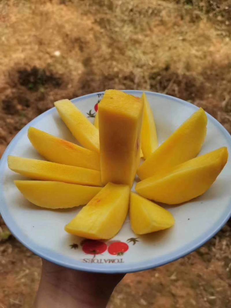 建宁锦绣黄桃