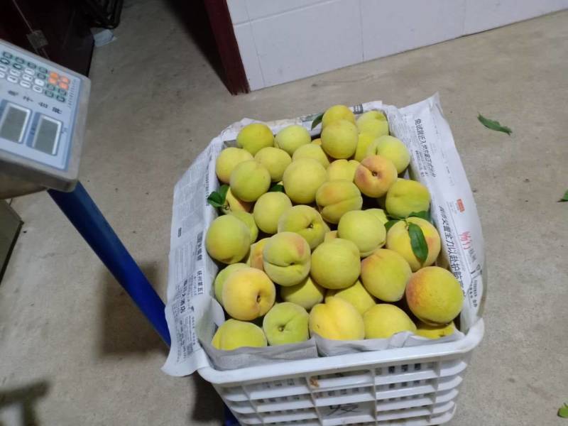 建宁锦绣黄桃