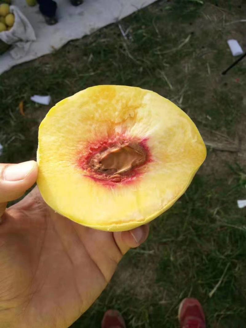 建宁锦绣黄桃