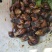 海南地区长期出售黑蜗牛山螺非洲蜗牛需要的联系我