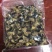 海南地区长期出售黑蜗牛山螺非洲蜗牛需要的联系我