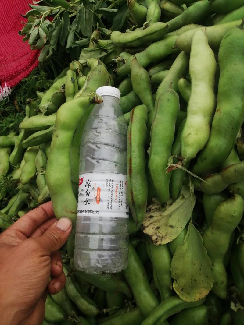 【推荐】大白皮蚕豆早大白和七星豆都有;青米白米都有