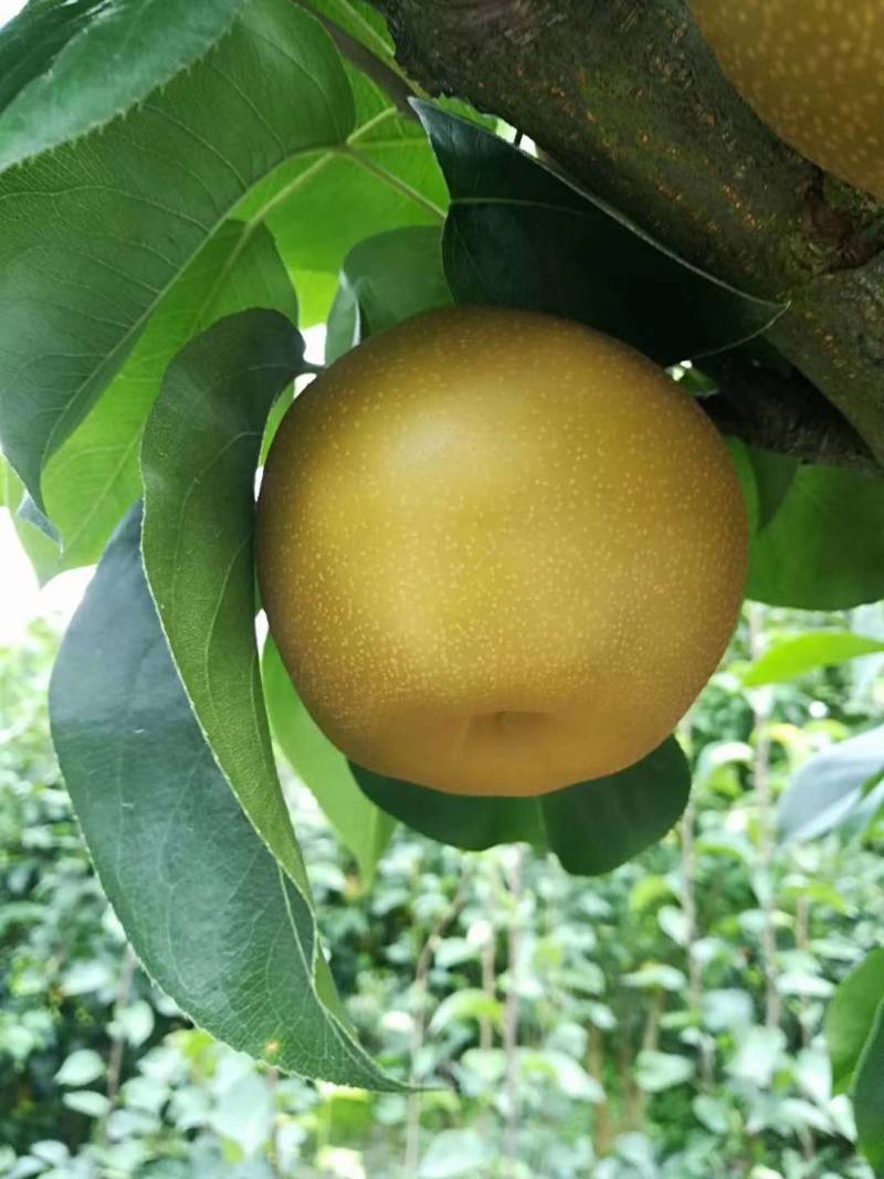 福建建宁黄花梨