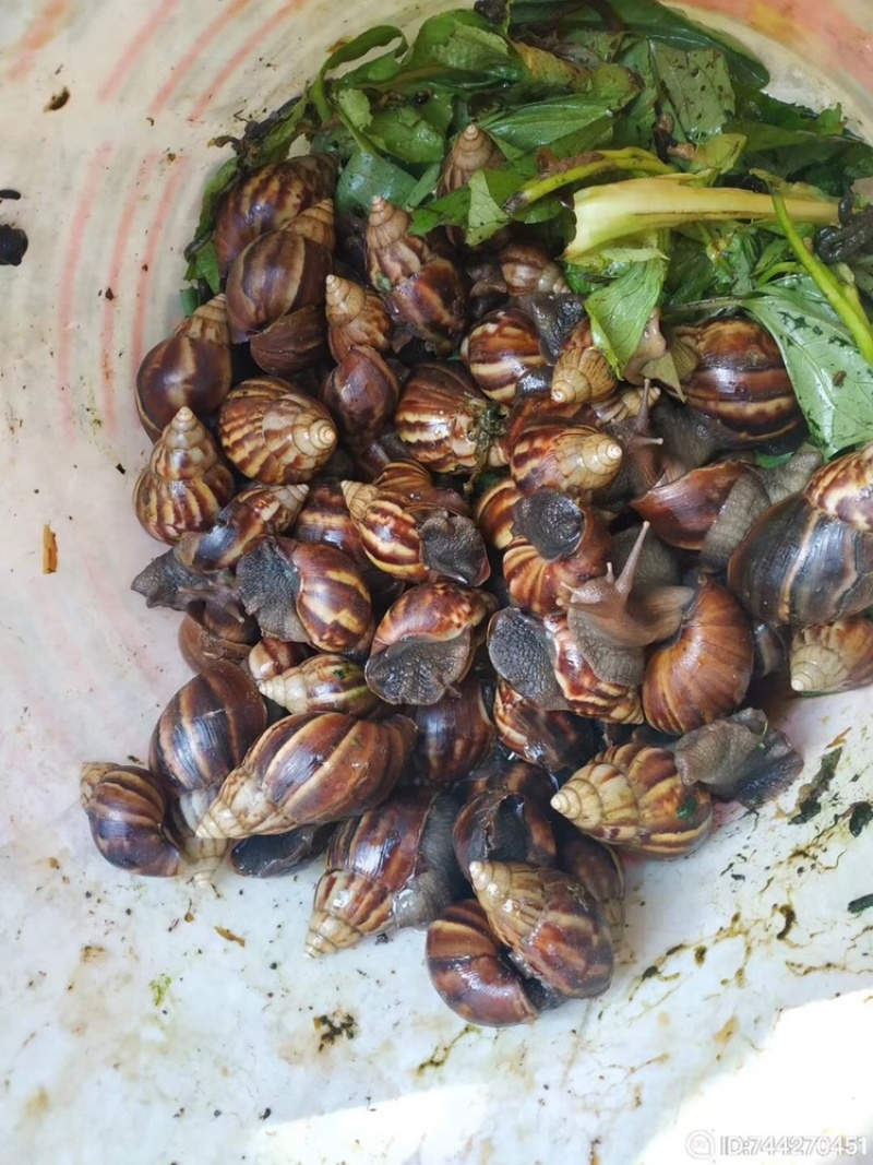 大量收购黑蜗牛非洲蜗牛山螺玛瑙蜗牛有货的联系我