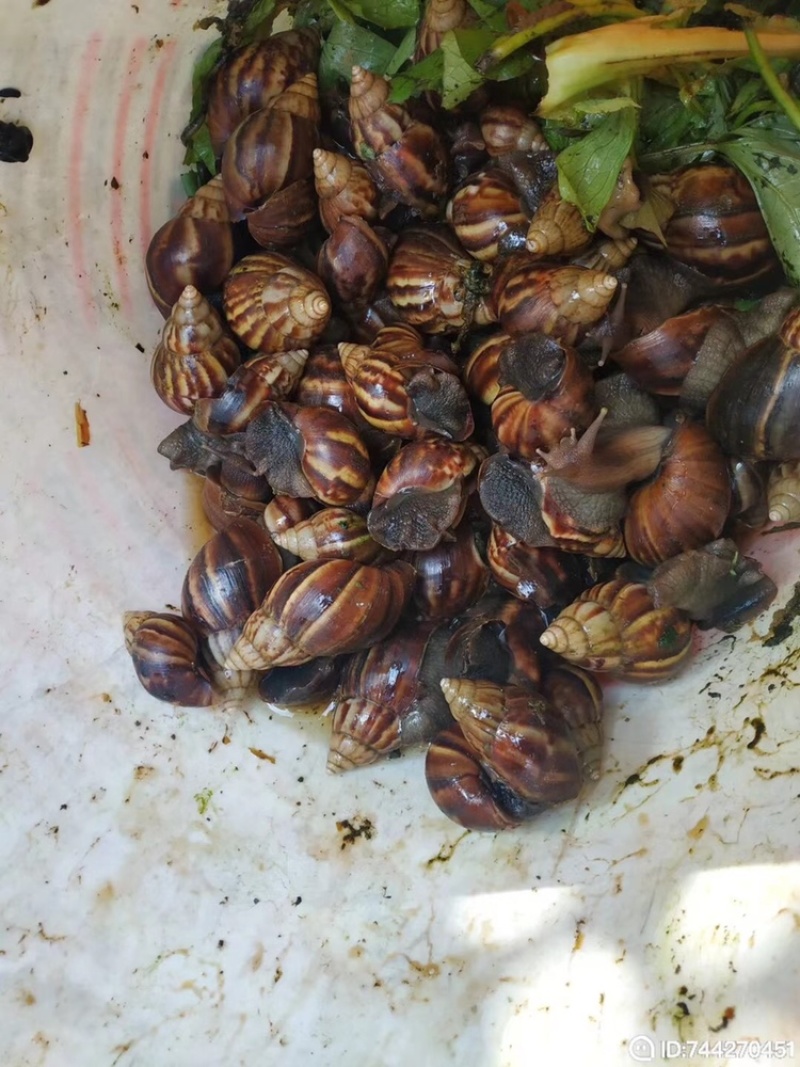 大量收购黑蜗牛非洲蜗牛山螺玛瑙蜗牛有货的联系我