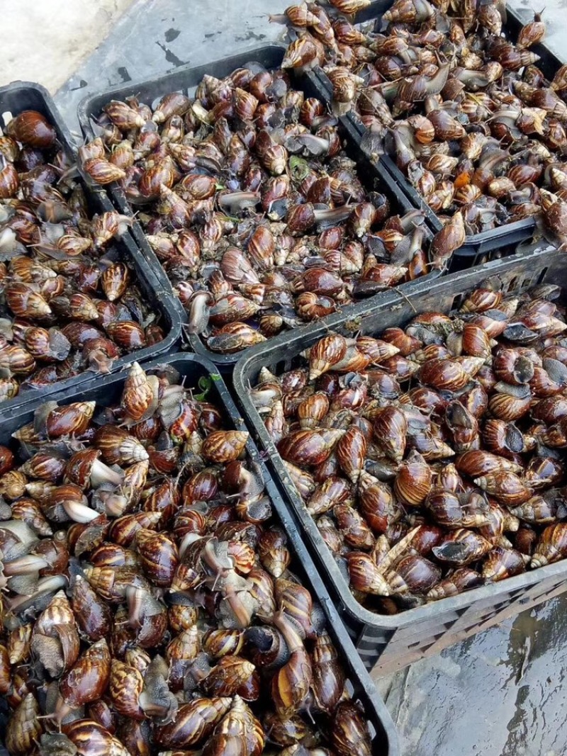 大量收购黑蜗牛非洲蜗牛山螺玛瑙蜗牛有货的联系我