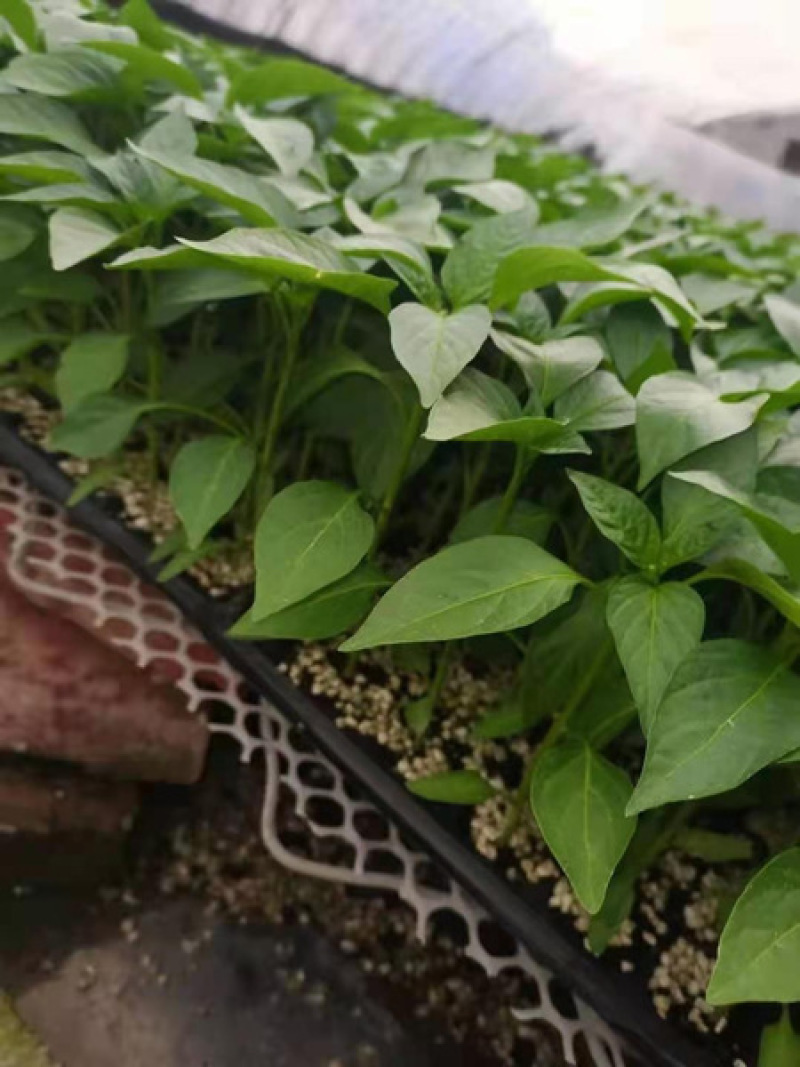 牛角椒苗牛角尖椒苗大果牛角尖椒苗特长特大果型