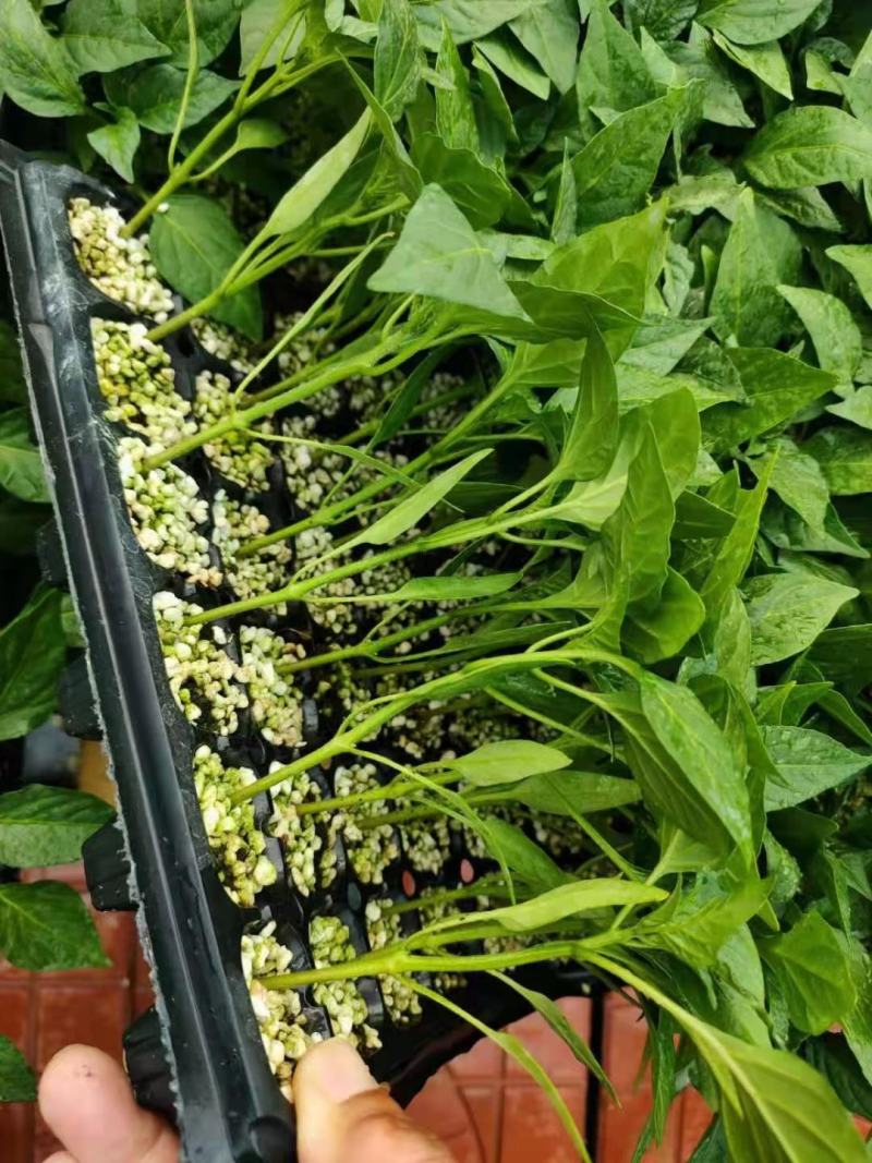 牛角椒苗牛角尖椒苗大果牛角尖椒苗特长特大果型