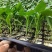 牛角椒苗牛角尖椒苗大果牛角尖椒苗特长特大果型