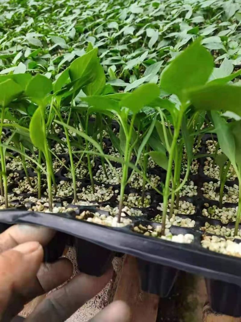牛角椒苗牛角尖椒苗大果牛角尖椒苗特长特大果型
