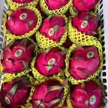安隆果业自产自销500亩金都一号火龙果