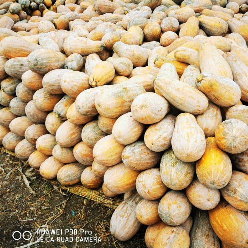 金船密本老南瓜