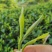 福鼎白茶2014年二级白牡丹散茶500克