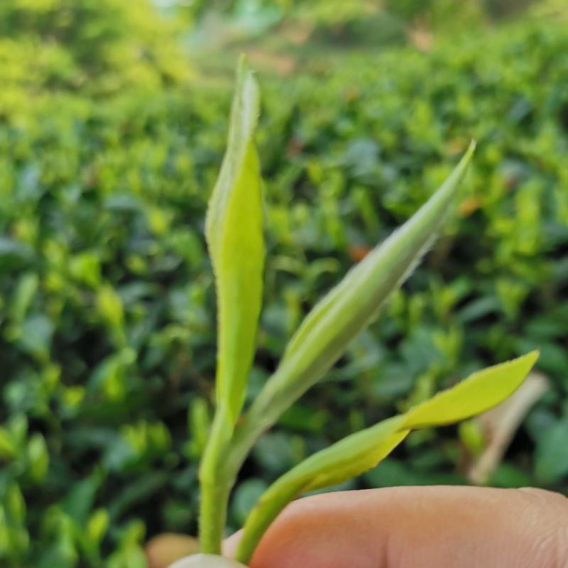 福鼎白茶2014年二级白牡丹散茶500克