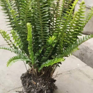 四川成都温江出售大量精品肾蕨肾蕨肾蕨肾蕨