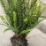 四川成都温江出售大量精品肾蕨肾蕨肾蕨肾蕨